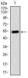 CD14 Antibody