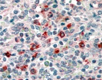 Goat anti-CD14 Antibody