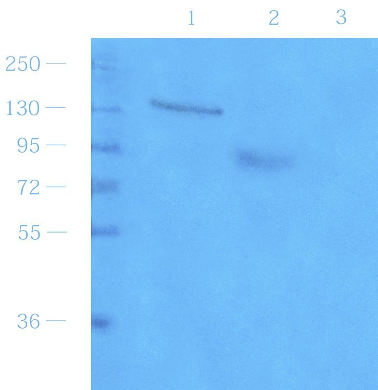 CD14 antibody