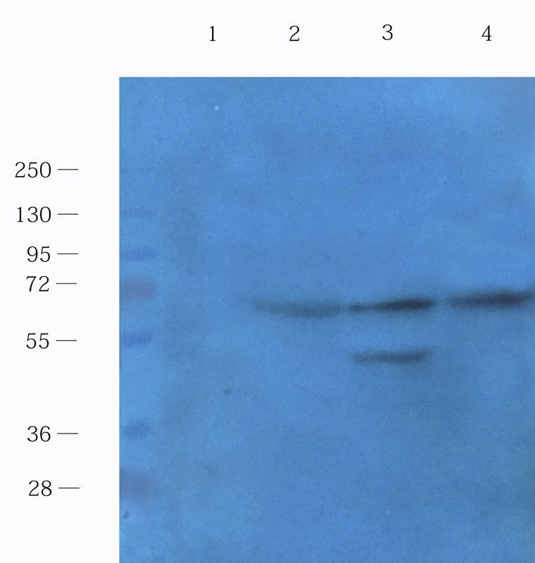 CD14 antibody