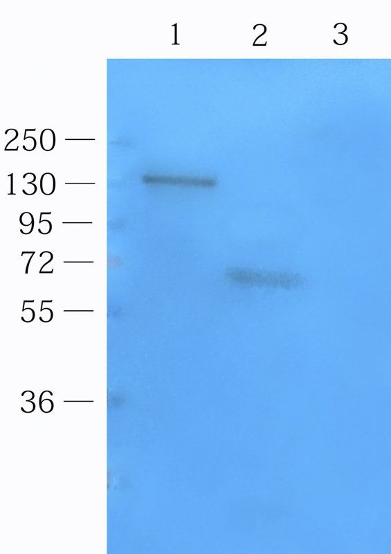 CD14 antibody