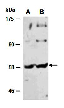 CD14 (N) Antibody, Rabbit Polyclonal