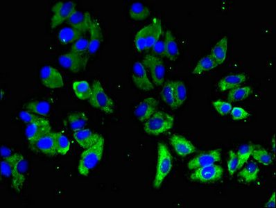 SLAMF1 Antibody