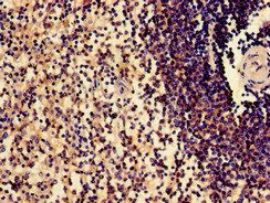SLAMF1 Antibody