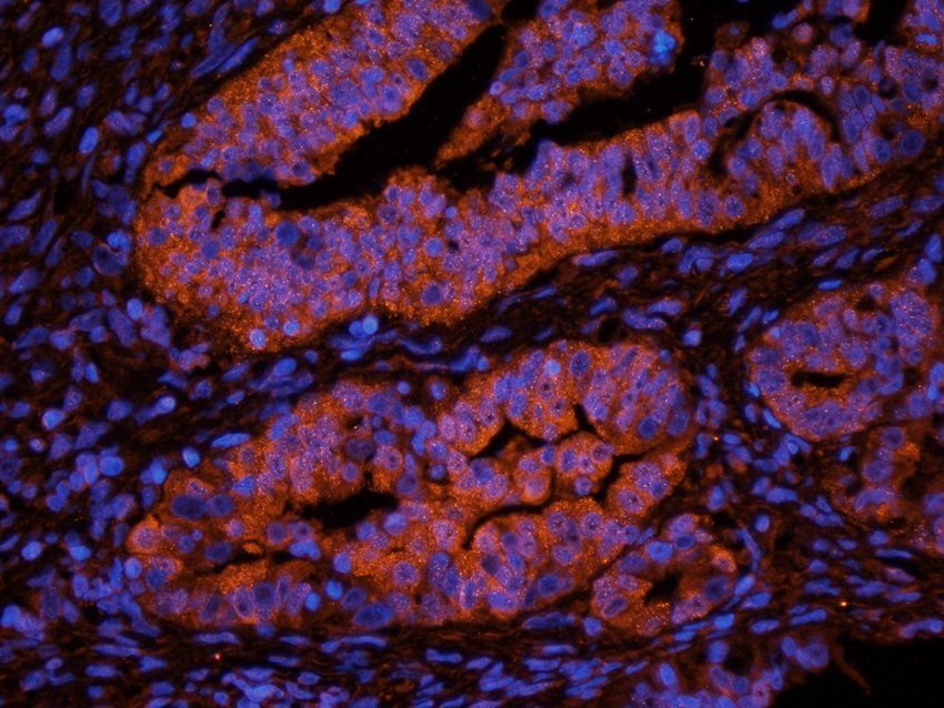 CD151 antibody