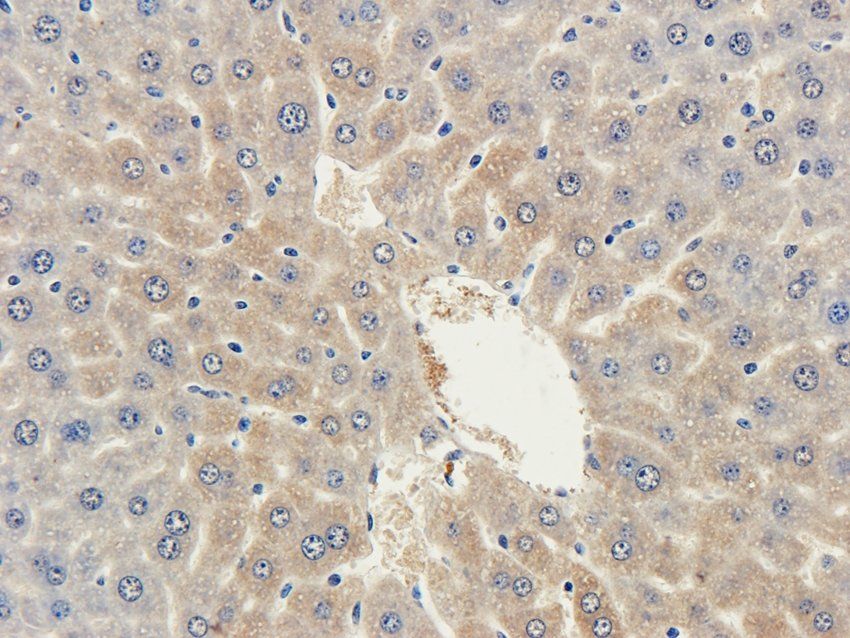 CD151 antibody