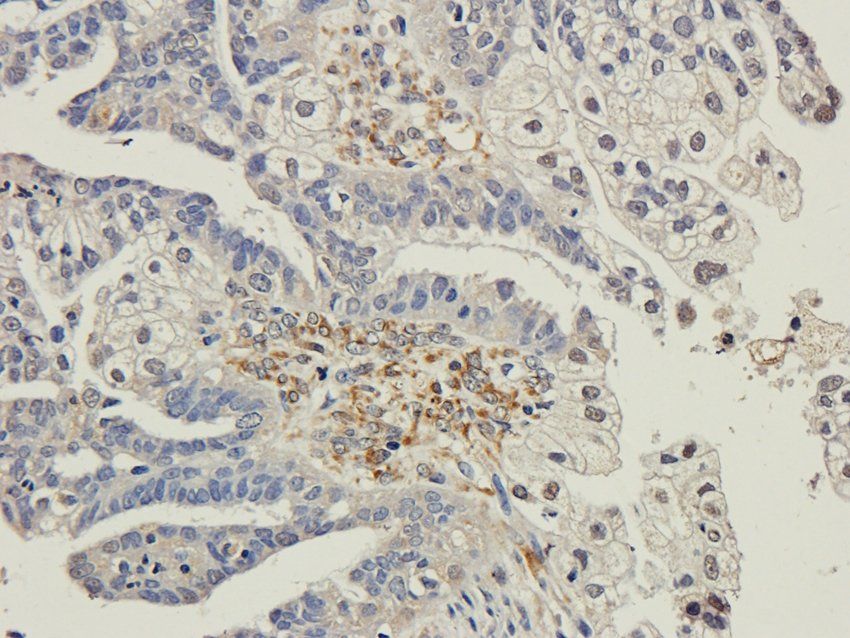 CD151 antibody