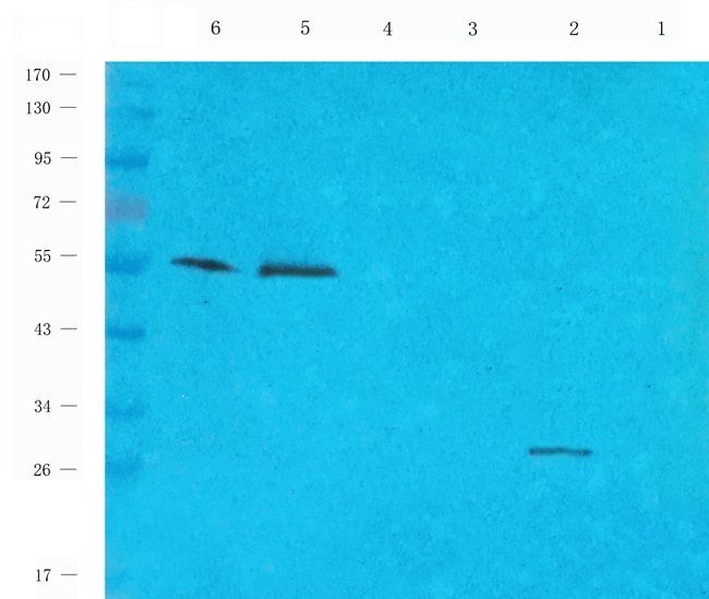 CD151 antibody