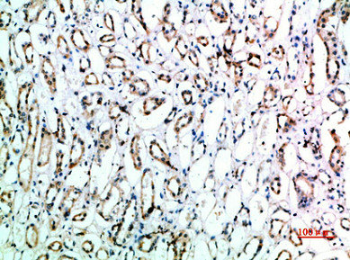 CD151 Antibody
