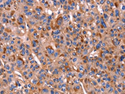 CD155 antibody