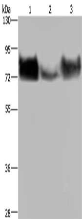 CD155 antibody