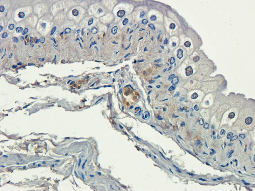 CD155 antibody