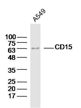 CD15 antibody