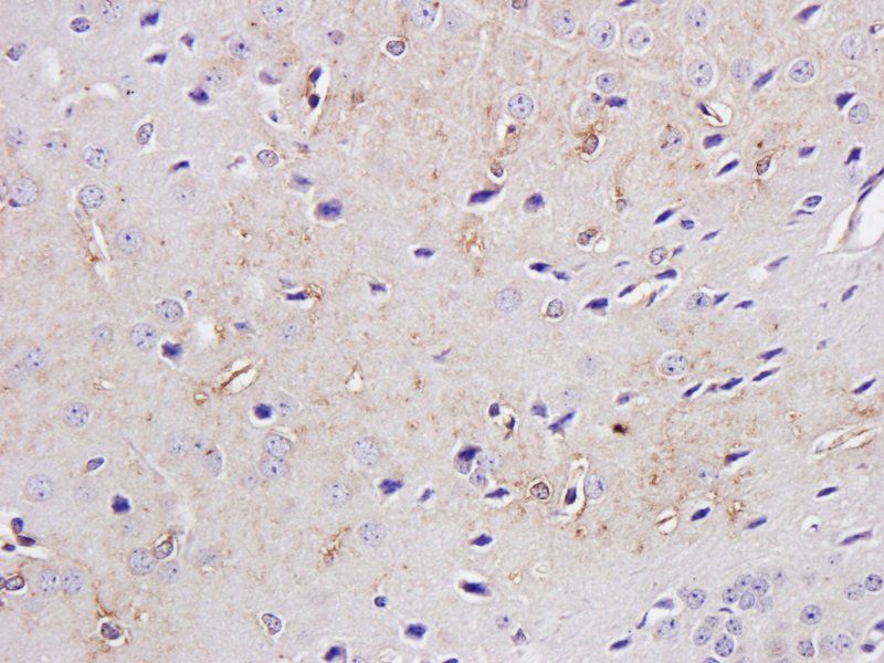 CD15 antibody