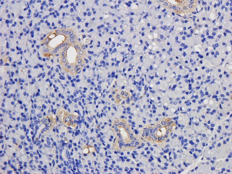 CD15 antibody