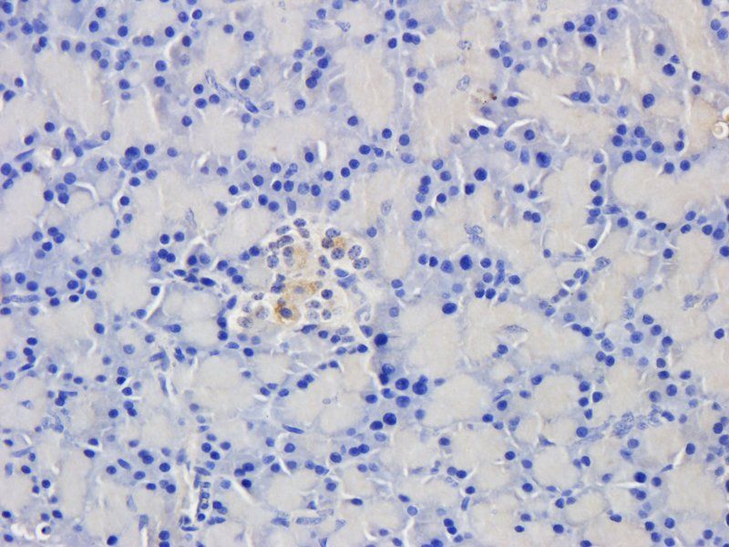 CD15 antibody