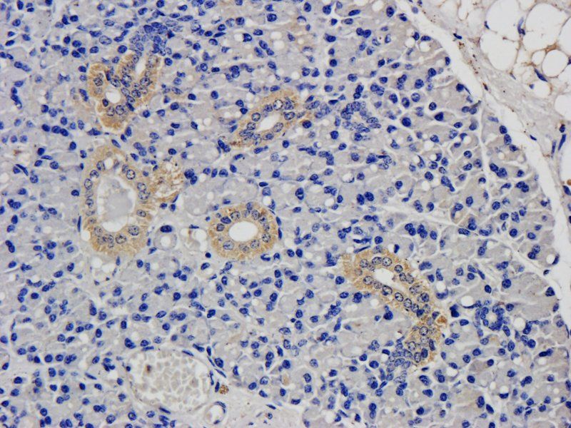 CD15 antibody