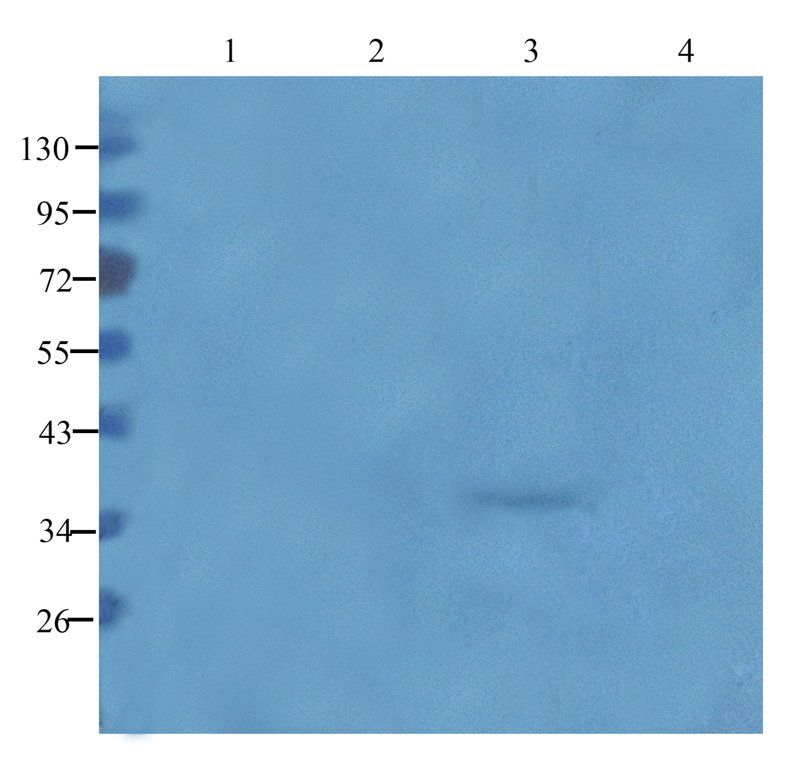 CD15 antibody