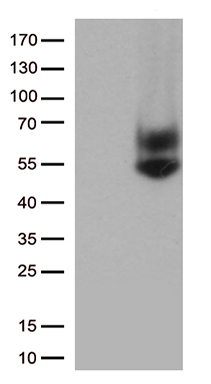 FCGR3A Antibody