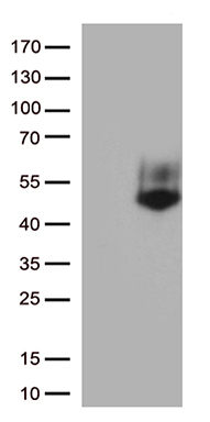 FCGR3A Antibody