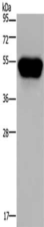 CD160 antibody