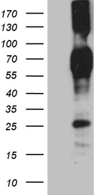 KLRB1 Antibody