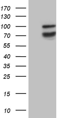 KLRB1 Antibody