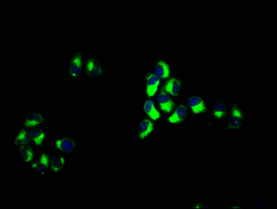 CD163 Antibody