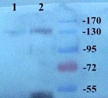 CD163 antibody