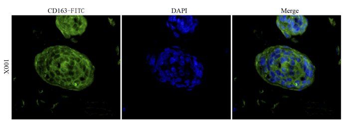 CD163 antibody (FITC)