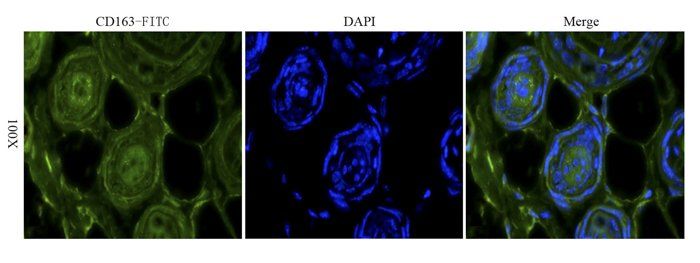 CD163 antibody (FITC)