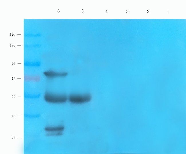 CD166 antibody