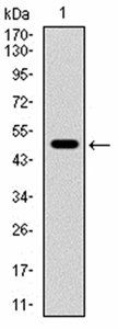 CD168 Antibody