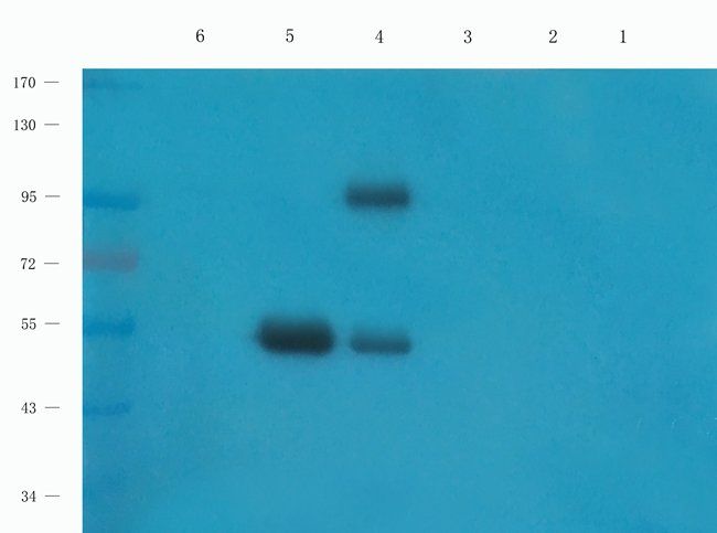 CD168 antibody