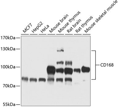CD168 antibody