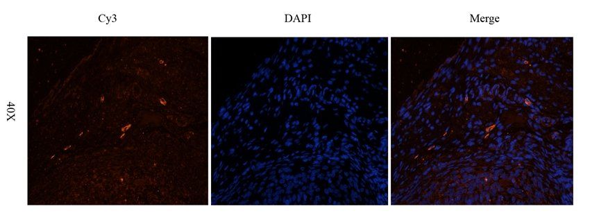 CD169 Sialoadhesin antibody