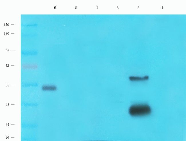 CD170 antibody