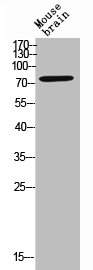 CD180 antibody