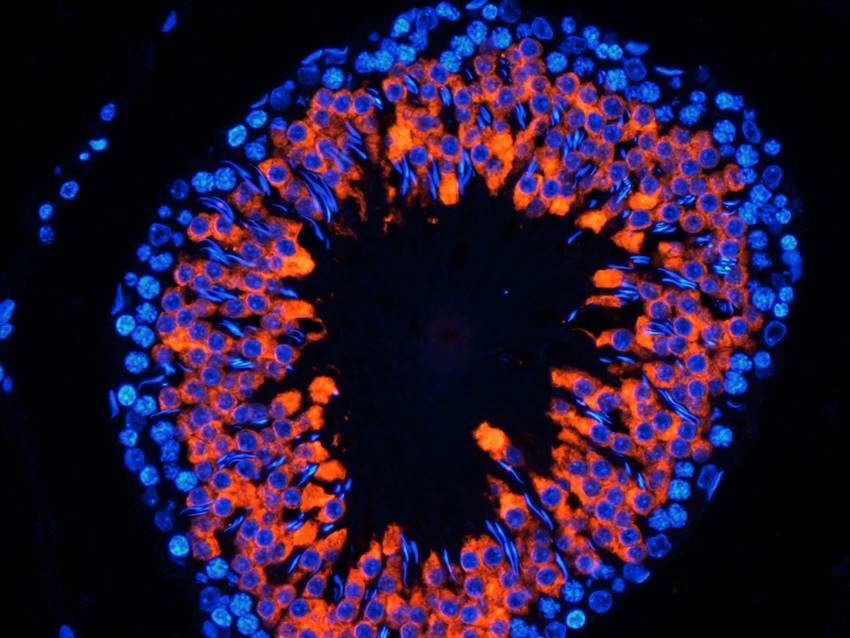 CD184/CXCR4 antibody