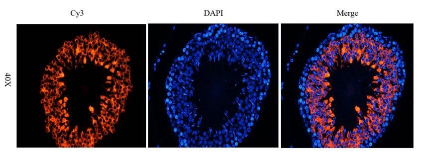 CD184/CXCR4 antibody