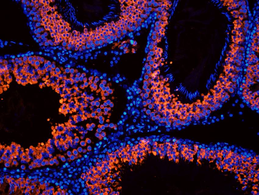 CD184/CXCR4 antibody