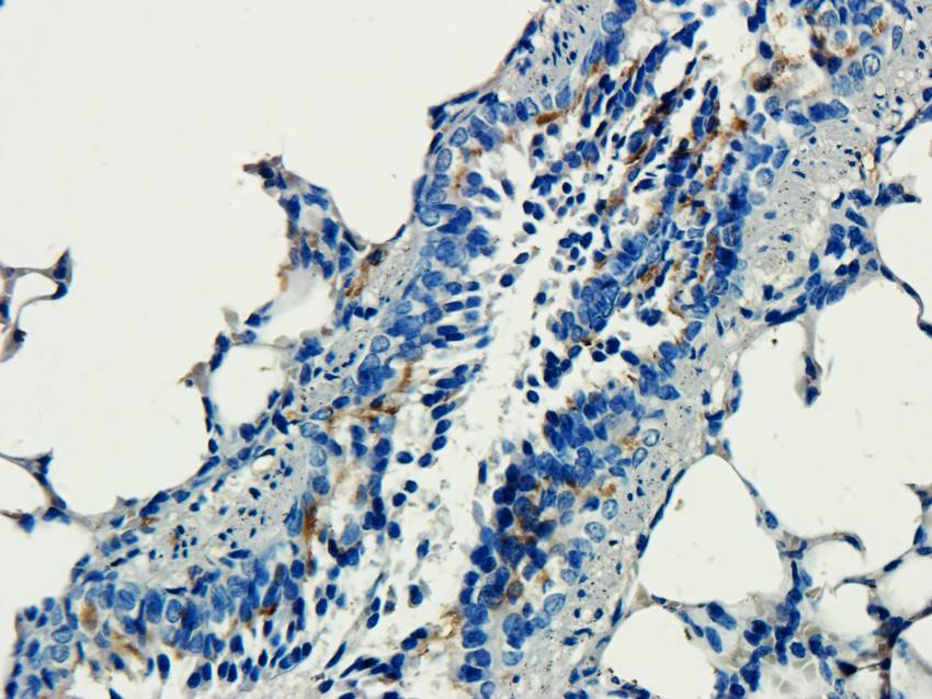 CD184/CXCR4 antibody