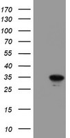 CD19 Antibody
