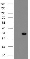 CD19 Antibody