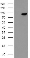 CD19 Antibody