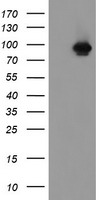CD19 Antibody