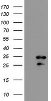 CD19 Antibody