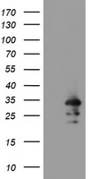 CD19 Antibody