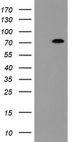 CD19 Antibody