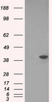 CD19 Antibody